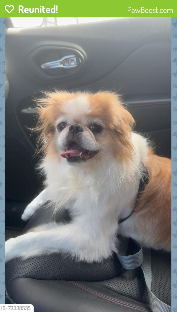 Reunited Male Dog last seen East Edwardsville Road, Wood River, IL 62095