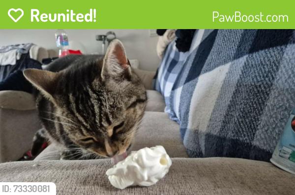 Reunited Male Cat last seen Home, Springside, Scotland KA11 3AL