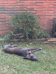 Found/Stray Unknown Dog last seen Near Churchill St, Memphis, TN 38118