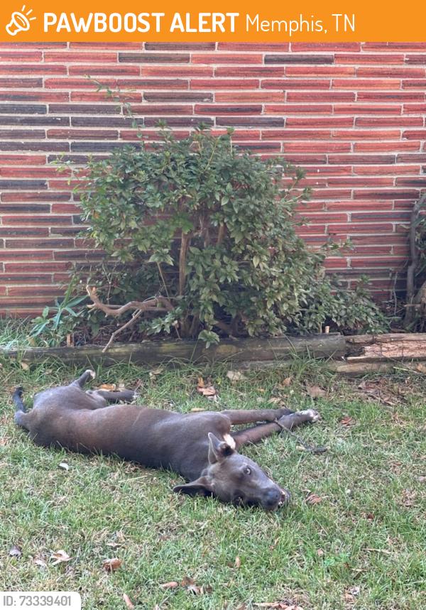 Found/Stray Unknown Dog last seen Near Churchill St, Memphis, TN 38118