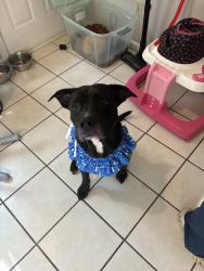 Reunited Male Dog last seen Johnson St, Charlotte, NC 28226