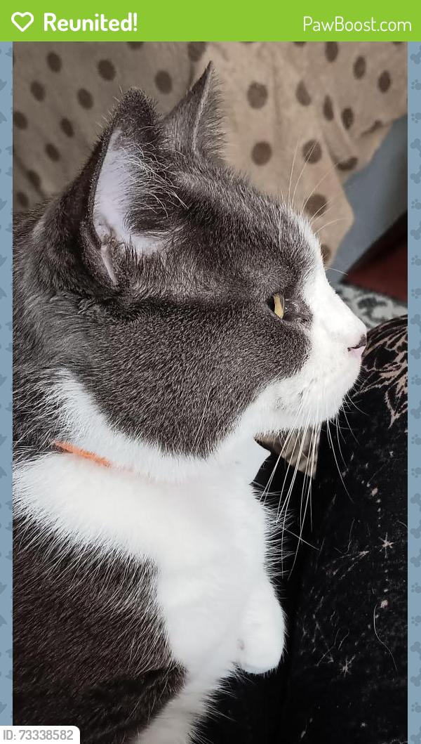 Reunited Female Cat last seen Chester pike and Foster Avenue, Sharon Hill, PA 19079