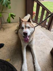 Found/Stray Male Dog last seen El camino, Vallejo, CA 94590