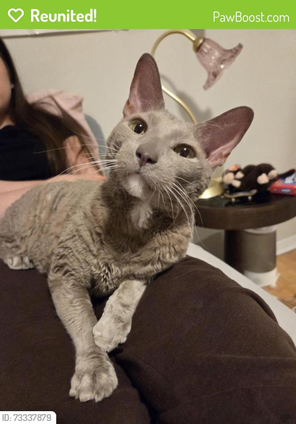 Reunited Male Cat last seen King edward and bruyere street, Ottawa, ON K1N 5E3