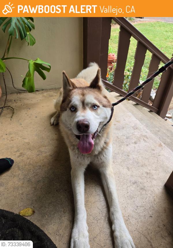 Found/Stray Male Dog last seen El camino, Vallejo, CA 94590