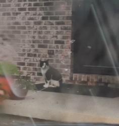 Found/Stray Unknown Cat last seen 72nd street 51st Ave, Kenosha, WI 53142