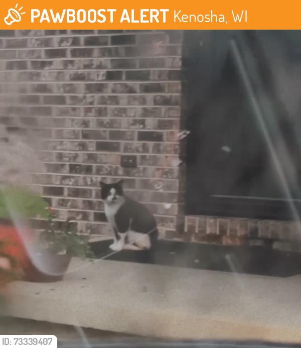 Found/Stray Unknown Cat last seen 72nd street 51st Ave, Kenosha, WI 53142