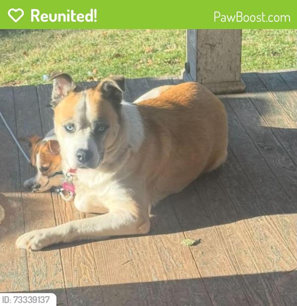 Reunited Female Dog last seen Bear hollow rd elizabethton tn, Carter County, TN 37643