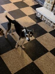 Found/Stray Male Dog last seen Oley st, Reading, PA 19604