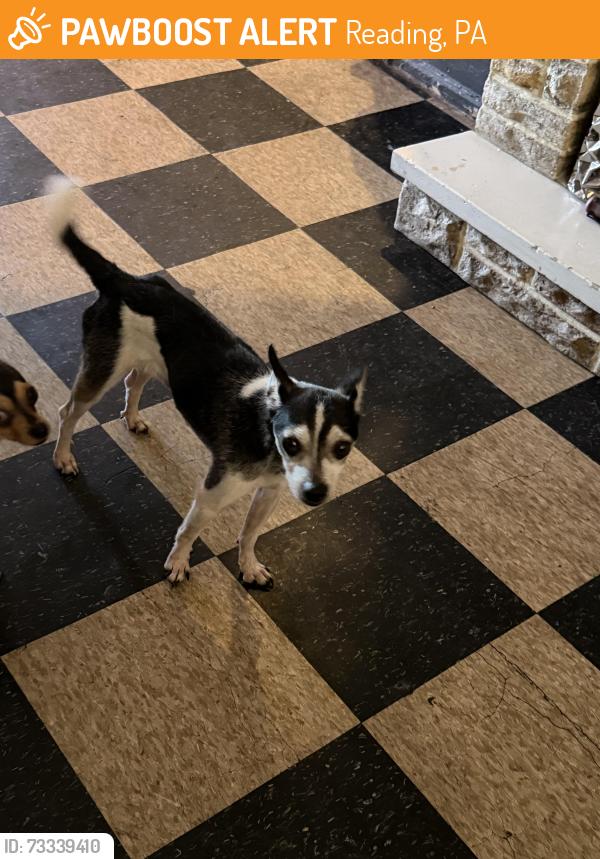 Found/Stray Male Dog last seen Oley st, Reading, PA 19604