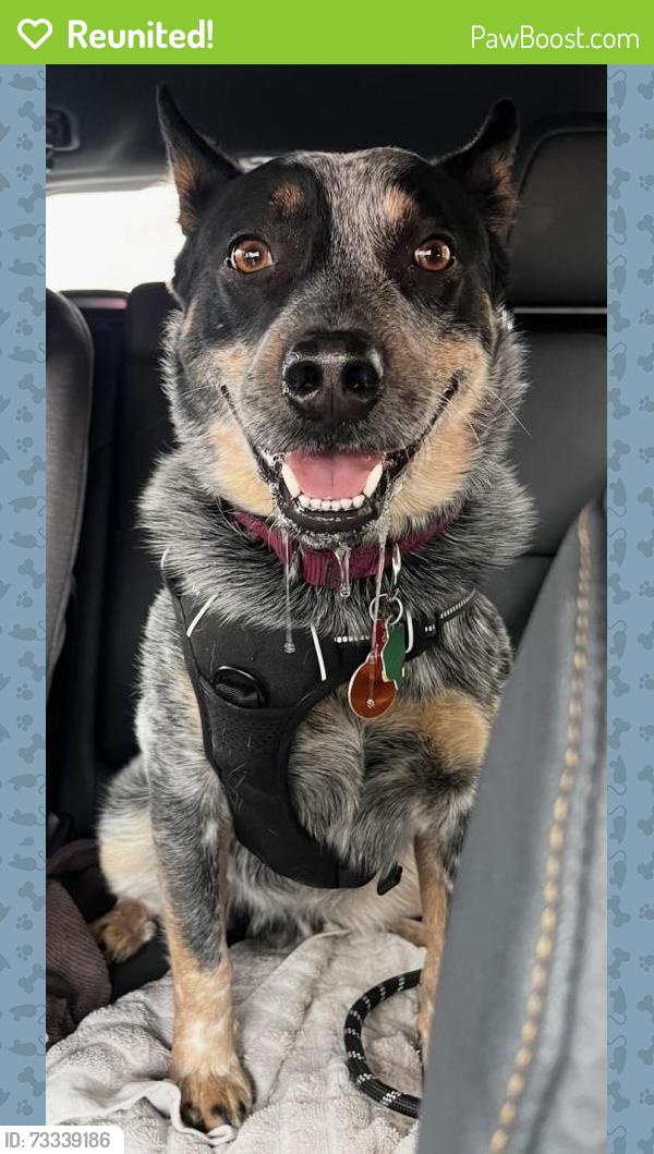 Reunited Male Dog last seen 16th St. and Geneva St. near Colfax, Aurora, CO 80010