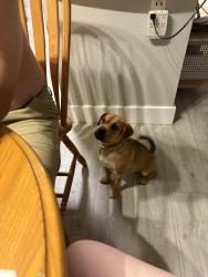 Found/Stray Female Dog last seen W Vanburen St. & 119th Ave, Avondale, AZ 85323