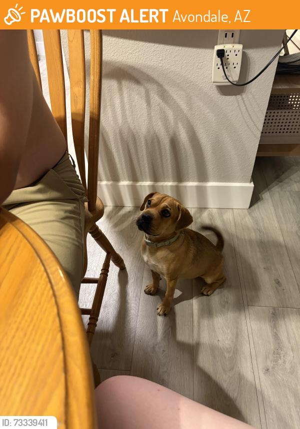Found/Stray Female Dog last seen W Vanburen St. & 119th Ave, Avondale, AZ 85323