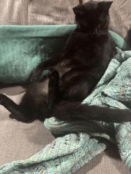 Lost Male Cat last seen Near south & Melby, Chippewa Falls, WI 54729