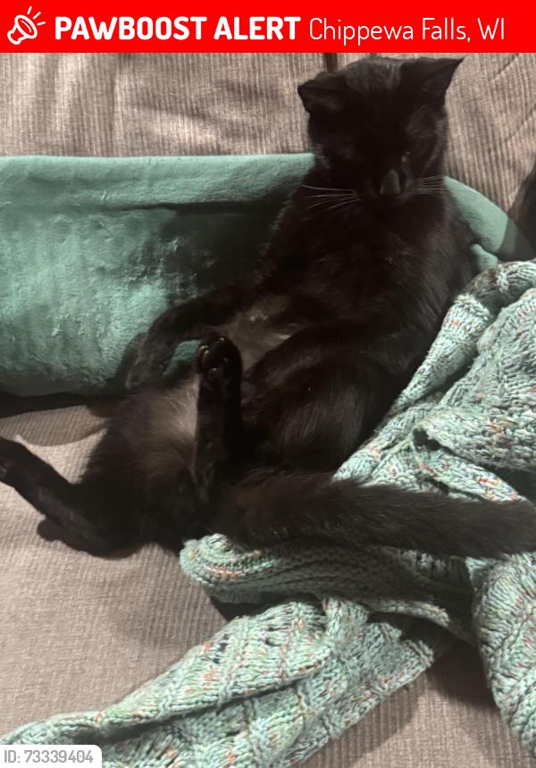 Lost Male Cat last seen Near south & Melby, Chippewa Falls, WI 54729