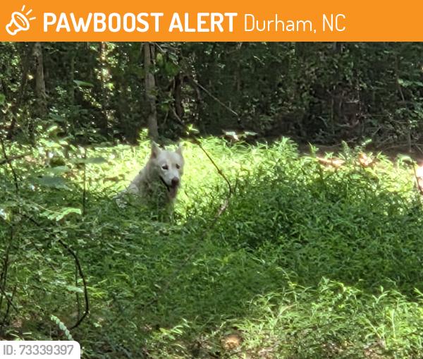 Found/Stray Unknown Dog last seen Between American Village and apmts off Neal/Morreene road, Durham, NC 27705