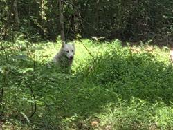 Found/Stray Unknown Dog last seen Between American Village and apmts off Neal/Morreene road, Durham, NC 27705