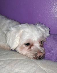 Lost Female Dog last seen Paraíso park, walgreens, Miami, FL 33137