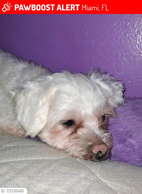 Lost Female Dog last seen Paraíso park, walgreens, Miami, FL 33137