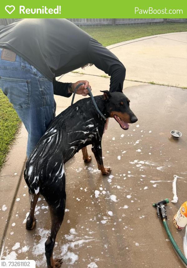 Reunited Male Dog last seen NorAm Rd near Highway 581, Pikeville, NC 27863