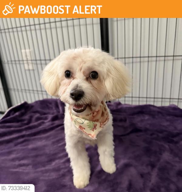 Found/Stray Male Dog last seen Avocado Grill, West Palm Beach, FL 33401