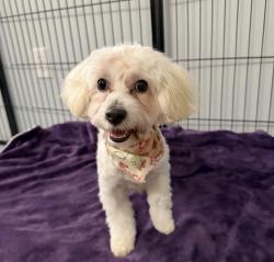 Found/Stray Male Dog last seen Avocado Grill, West Palm Beach, FL 33401