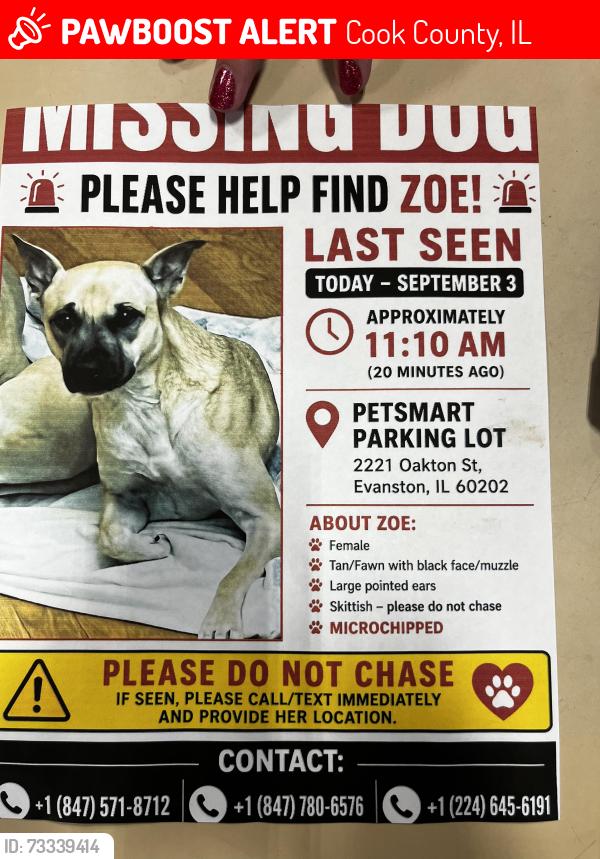 Lost Female Dog last seen Oakton Street in McCormick Boulevard, Cook County, IL 60202
