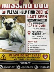 Lost Female Dog last seen Oakton Street in McCormick Boulevard, Cook County, IL 60202