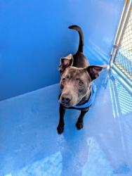 Shelter Stray Male Dog last seen Near BLOCK COLUMBUS ST, BAKERSFIELD CA, 201 S Mt Vernon Ave, Bakersfield, CA 93307, USA