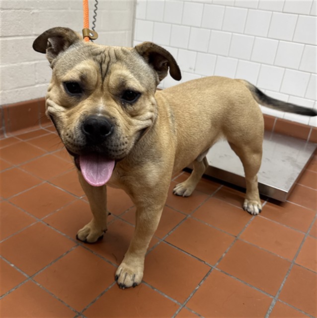 Shelter Stray Male Dog last seen , 600 Aviation Dr, Camarillo, CA 93010, USA