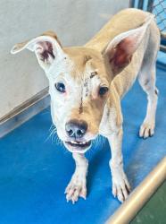 Shelter Stray Male Dog last seen Near BLK EDENDALE CT, BAKERSFIELD, CA, 201 S Mt Vernon Ave, Bakersfield, CA 93307, USA