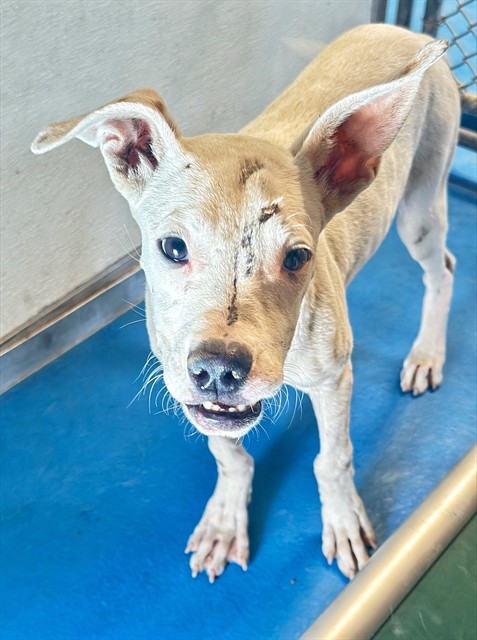 Shelter Stray Male Dog last seen Near BLK EDENDALE CT, BAKERSFIELD, CA, 201 S Mt Vernon Ave, Bakersfield, CA 93307, USA
