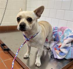 Shelter Stray Female Dog last seen , 600 Aviation Dr, Camarillo, CA 93010, USA