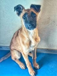 Shelter Stray Female Dog last seen Near BLK E PLANZ RD, BAKERSFIELD, CA, 201 S Mt Vernon Ave, Bakersfield, CA 93307, USA