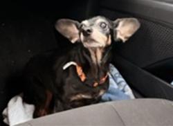 Shelter Stray Female Dog last seen WILSON LAKE PKWY/ASPEN VIEW CIR GROVELAND 34736, 12280 County Rd 448, Tavares, FL 32778, USA