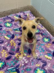 Shelter Stray Male Dog last seen Near BLOCK MILKY WAY, 12155 Park Blvd, Brighton, CO 80601, USA