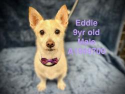 Shelter Stray Male Dog last seen , West Valley Animal Shelter, 20655 Plummer St, Chatsworth, CA 91311, USA