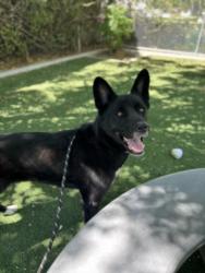 Shelter Stray Female Dog last seen , West Valley Animal Shelter, 20655 Plummer St, Chatsworth, CA 91311, USA