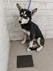 Shelter Stray Male Dog last seen TRENTON X MOUNT VERNON, 333 Chandler Pl, San Bernardino, CA 92408, USA