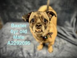 Shelter Stray Male Dog last seen , West Valley Animal Shelter, 20655 Plummer St, Chatsworth, CA 91311, USA