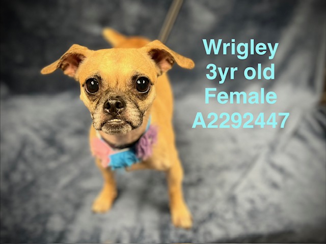 Shelter Stray Female Dog last seen , West Valley Animal Shelter, 20655 Plummer St, Chatsworth, CA 91311, USA