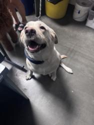 Shelter Stray Female Dog last seen , West Valley Animal Shelter, 20655 Plummer St, Chatsworth, CA 91311, USA