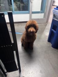 Shelter Stray Male Dog last seen , West Valley Animal Shelter, 20655 Plummer St, Chatsworth, CA 91311, USA