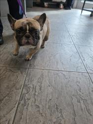 Shelter Stray Male Dog last seen , 11361 W Pico Blvd, Los Angeles, CA 90064, USA