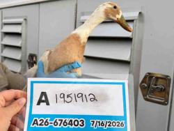 Shelter Stray Unknown Bird last seen , 5821 Sweetwater Rd, Bonita, CA 91902, USA