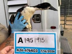 Shelter Stray Unknown Bird last seen , 5821 Sweetwater Rd, Bonita, CA 91902, USA