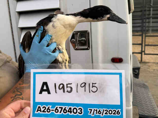 Shelter Stray Unknown Bird last seen , 5821 Sweetwater Rd, Bonita, CA 91902, USA
