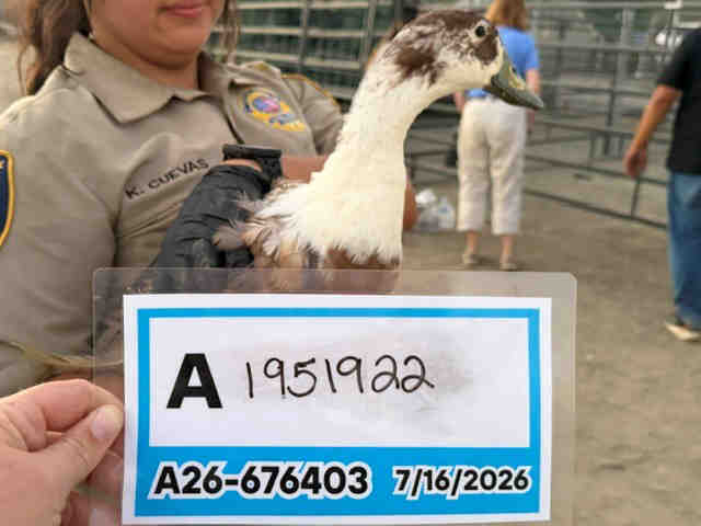 Shelter Stray Unknown Bird last seen , 5821 Sweetwater Rd, Bonita, CA 91902, USA