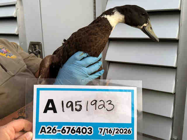 Shelter Stray Unknown Bird last seen , 5821 Sweetwater Rd, Bonita, CA 91902, USA
