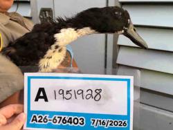 Shelter Stray Unknown Bird last seen , 5821 Sweetwater Rd, Bonita, CA 91902, USA